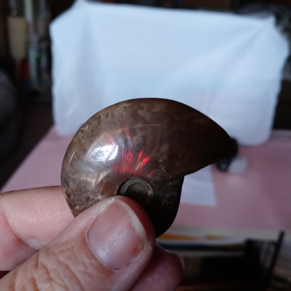 Ammonite Fossil
